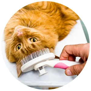 ตกแต่งขน-GROOMING