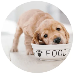 ชาม-FOOD & WATER CONTAINER