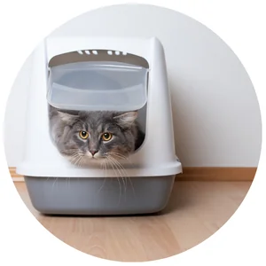 ห้องน้ำ-PEE PADS & CAT LITTER