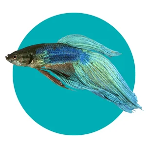 อาหารปลา-FISH FOOD