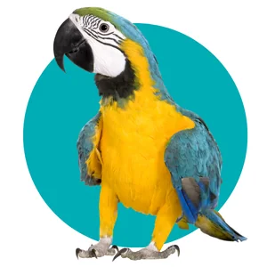 อาหารนก-BIRD FOOD