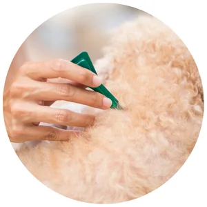 เห็บหมัด-TICK & FLEA CONTROL