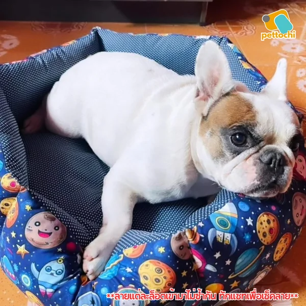 Pet Beds ที่นอนสัตว์เลี้ยง เบาะนอน ที่นอนหมาแมว คละลาย เบาะนุ่ม ระบายอากาศดี ซักได้ image 9