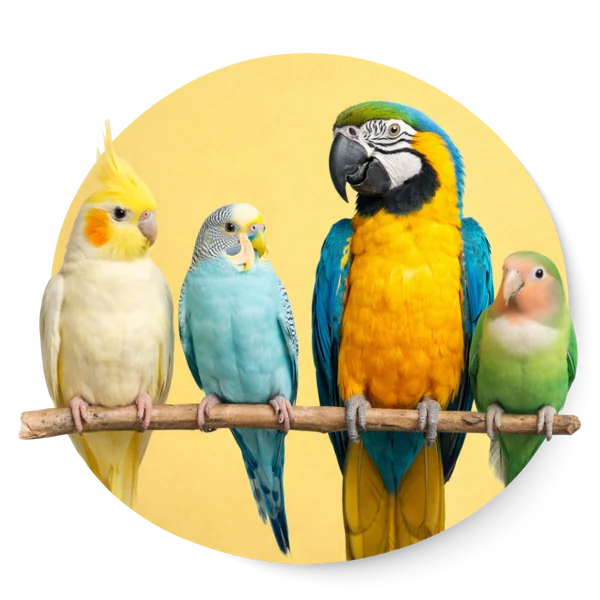 Pettochi BIRD อาหารนก