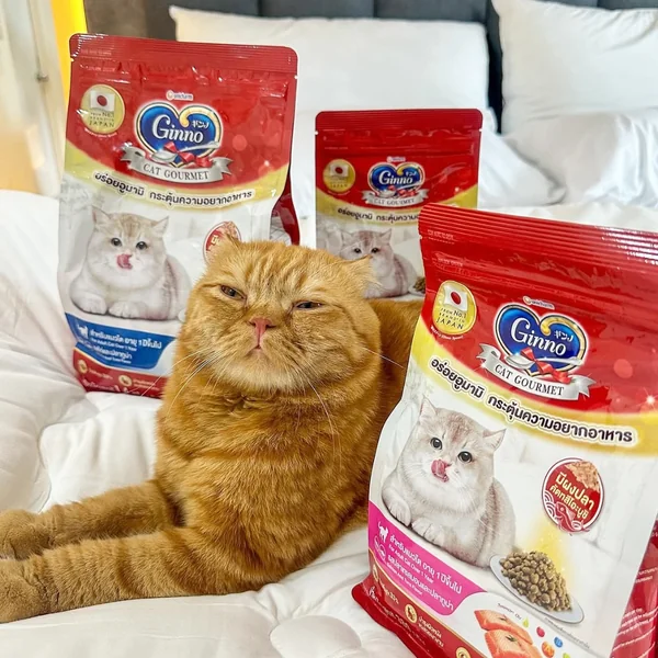 Ginno กินโนะ อาหารแมวโต 360g-380g สารอาหารครบถ้วน บำรุงขนให้นุ่มสวย ไม่เค็ม image 5 Ginno กินโนะ อาหารแมวโต 360g-380g สารอาหารครบถ้วน บำรุงขนให้นุ่มสวย ไม่เค็ม image 5