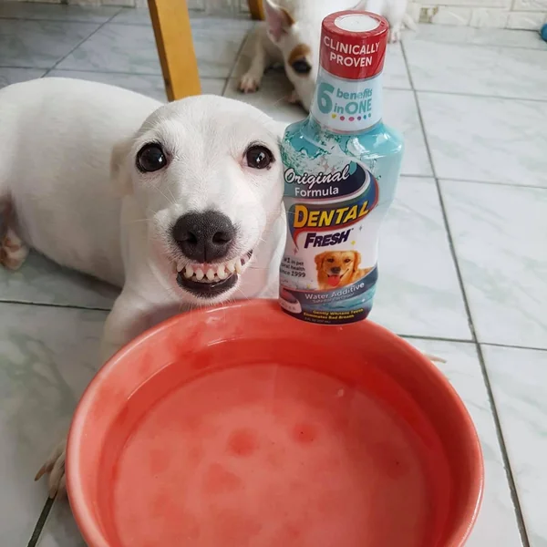 Dental Fresh For Dog/Cat ผลิตภัณฑ์ลดกลิ่นปากสำหรับหมา/แมว ยับยั้งการเกิดหินปูน ฟันขาว image 2 Dental Fresh For Dog/Cat ผลิตภัณฑ์ลดกลิ่นปากสำหรับหมา/แมว ยับยั้งการเกิดหินปูน ฟันขาว image 2
