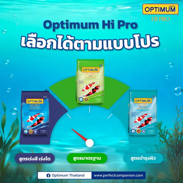 Optimum HiPro อาหารปลาคาร์ฟ สูตรเร่งสี เร่งโต บำรุงผิว เม็ดเล็กกลางใหญ่ 1.5-7kg image 2 Optimum HiPro อาหารปลาคาร์ฟ สูตรเร่งสี เร่งโต บำรุงผิว เม็ดเล็กกลางใหญ่ 1.5-7kg image 2